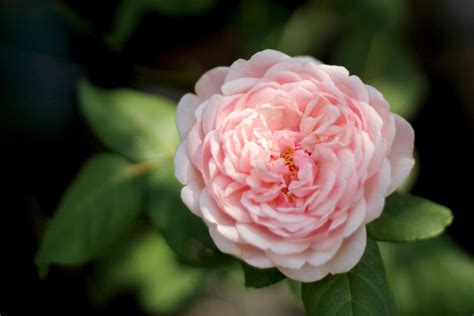 tudor royal rose|tudor roses for garden.